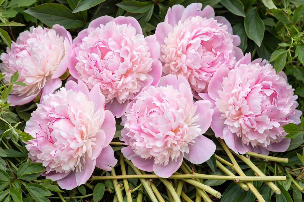 PEONY PECHER / BLUSH PINK 35-40cm - Blush - 100 Stems