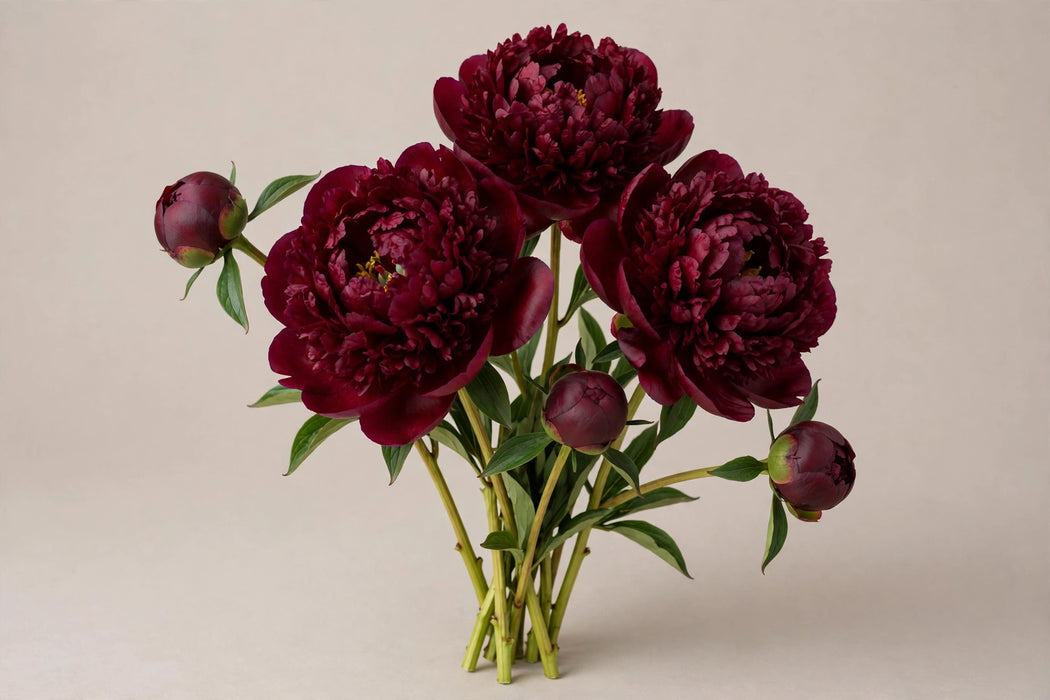 PEONY PETER BRAND / BURDUNDY 50-60cm - 100 Stems