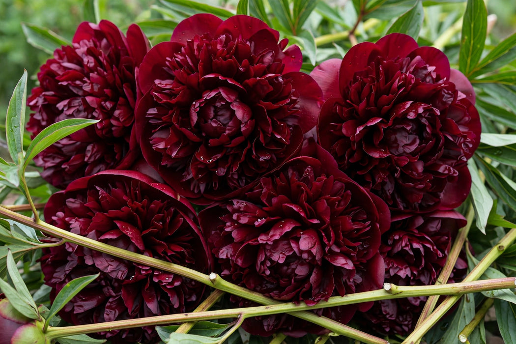 PEONY PETER BRAND 50-60cm - 100 Stems