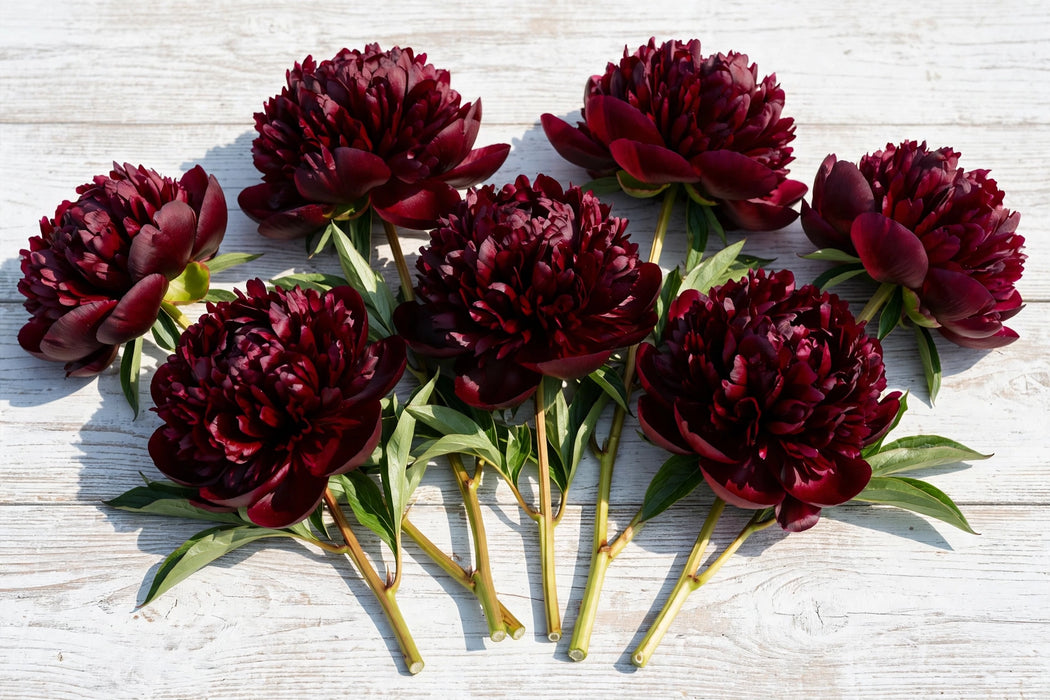 PEONY PETER BRANDT BURG-RED 45cm - Red - 100 Stems