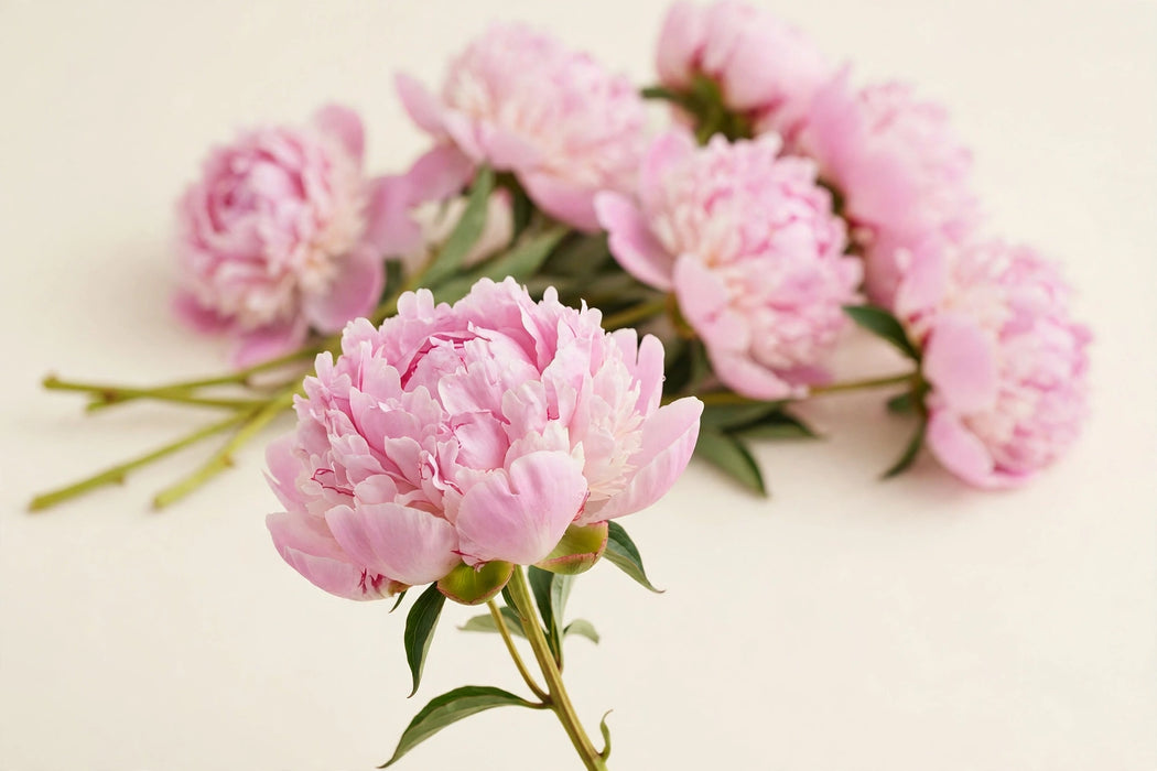 PEONY PILLOW TALK 50cm - 100 Stems