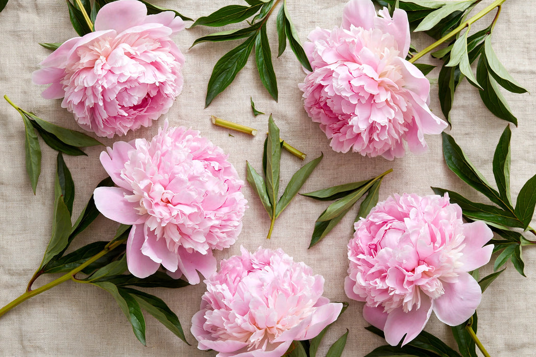 PEONY PILLOW TALK GIGA PINK 60cm - Pink - 60 Stems