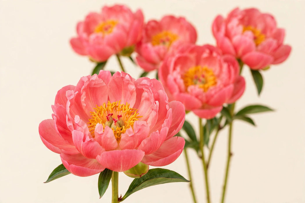 PEONY PINK HAWAII CORAL 40cm - Coral - 100 Stems