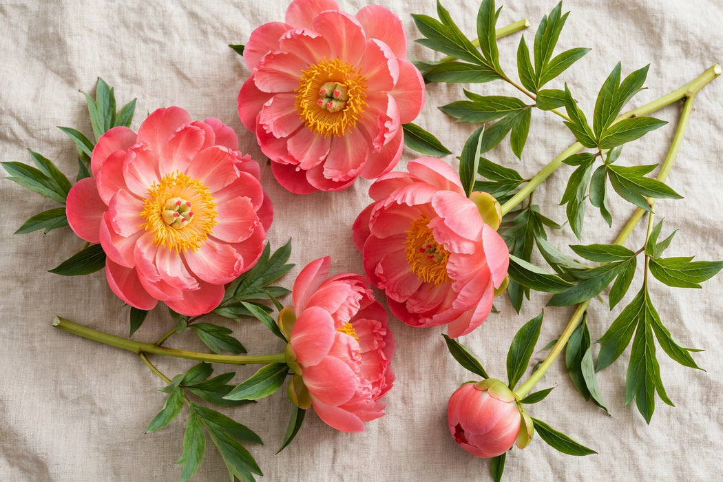 PEONY PINK HAWAIIAN CORAL / CORAL 50-60cm - Coral - 60 Stems