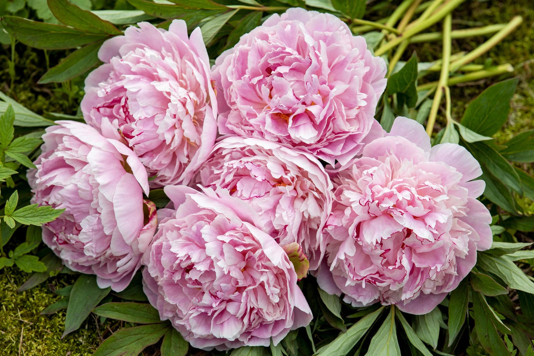 PEONY PINK SARAH BERNHARDT 60cm - Pink - 60 Stems