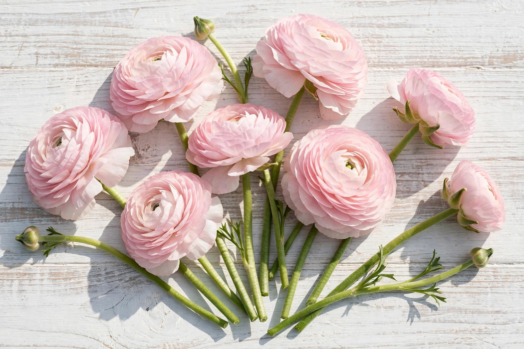 PEONY RANUNCULUS LIGHT PINK 30-40cm - Light Pink - 100 Stems