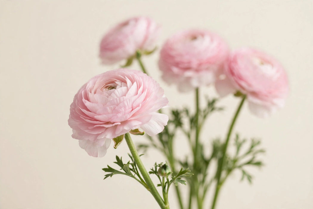 PEONY RANUNCULUS LIGHT PINK 40-50cm - Light Pink - 100 Stems