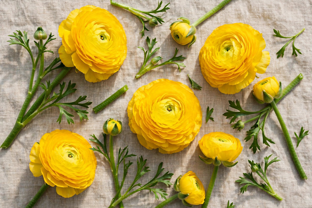 PEONY RANUNCULUS YELLOW 30-40cm - Yellow - 100 Stems