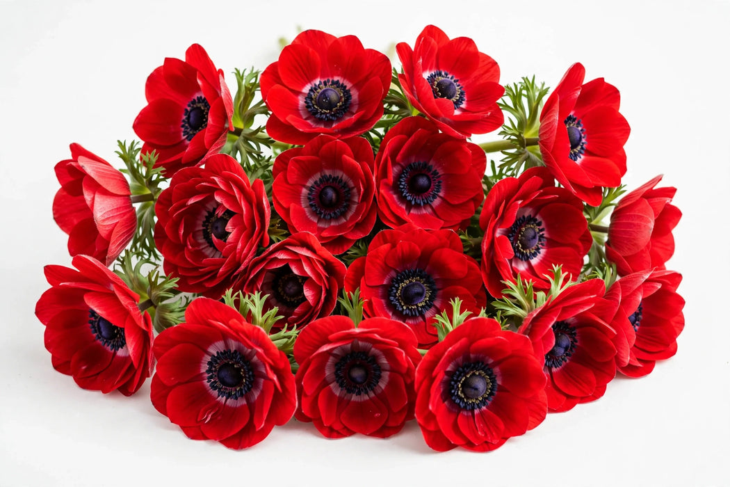 Next Day Delivery - ANEMONE RED 35cm 10st - Red - 120 Stems [LIMITED]
