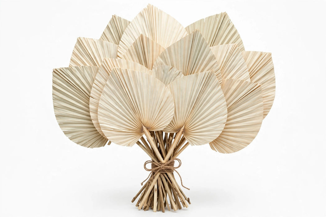 Dried Palm Round Bleached - 40 Bunches/Box
