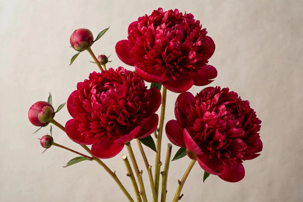PEONY RED BERNHARDT 55cm - Red - 60 Stems
