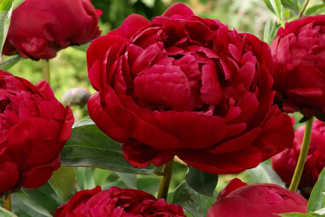 PEONY RED BERNHARDT 60cm - Red - 60 Stems