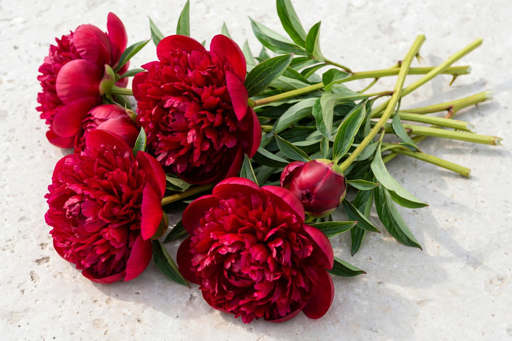 PEONY RED CHARM - Red - 100 Stems