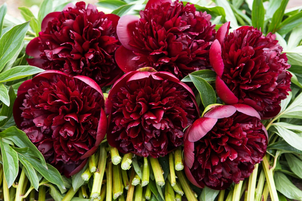 PEONY RED CHARM / RED -BURGUNDY 50cm - Burgundy - 60 Stems