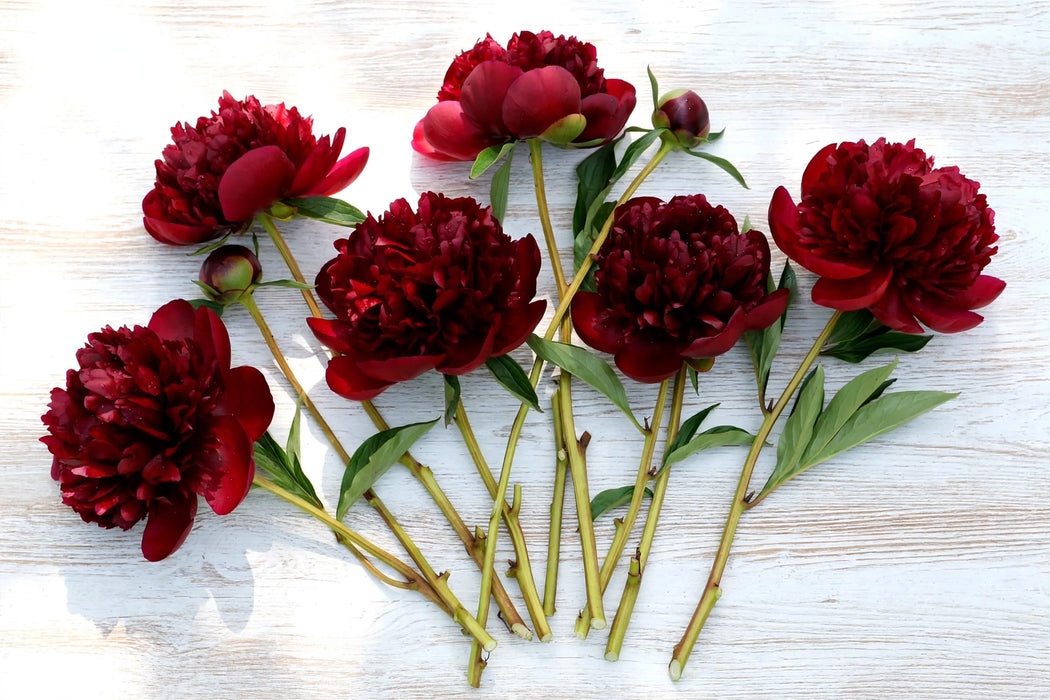 PEONY RED CHARM / RED BURGUNDY 45-50cm - Burgundy - 100 Stems