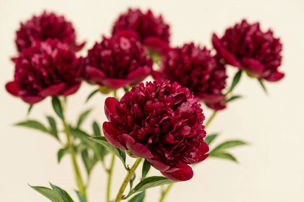 PEONY RED CHARM / RED BURGUNDY 50-60cm - Burgundy - 100 Stems