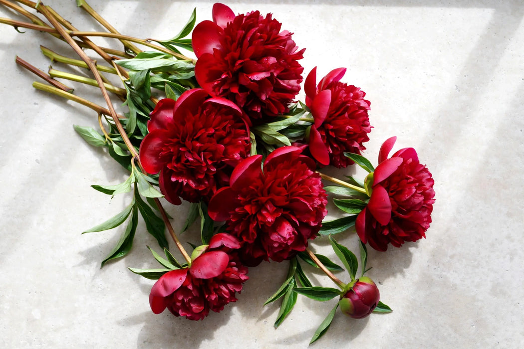PEONY RED CHARM 40-50cm - Red - 100 Stems
