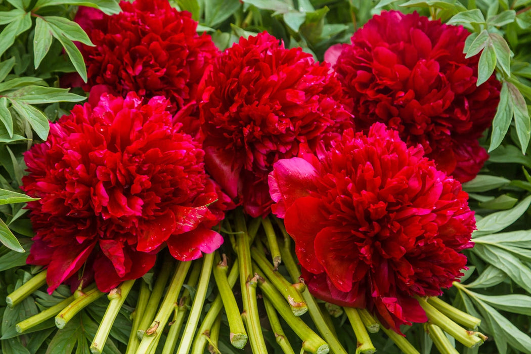 PEONY RED CHARM 45-50cm - Red - 100 Stems