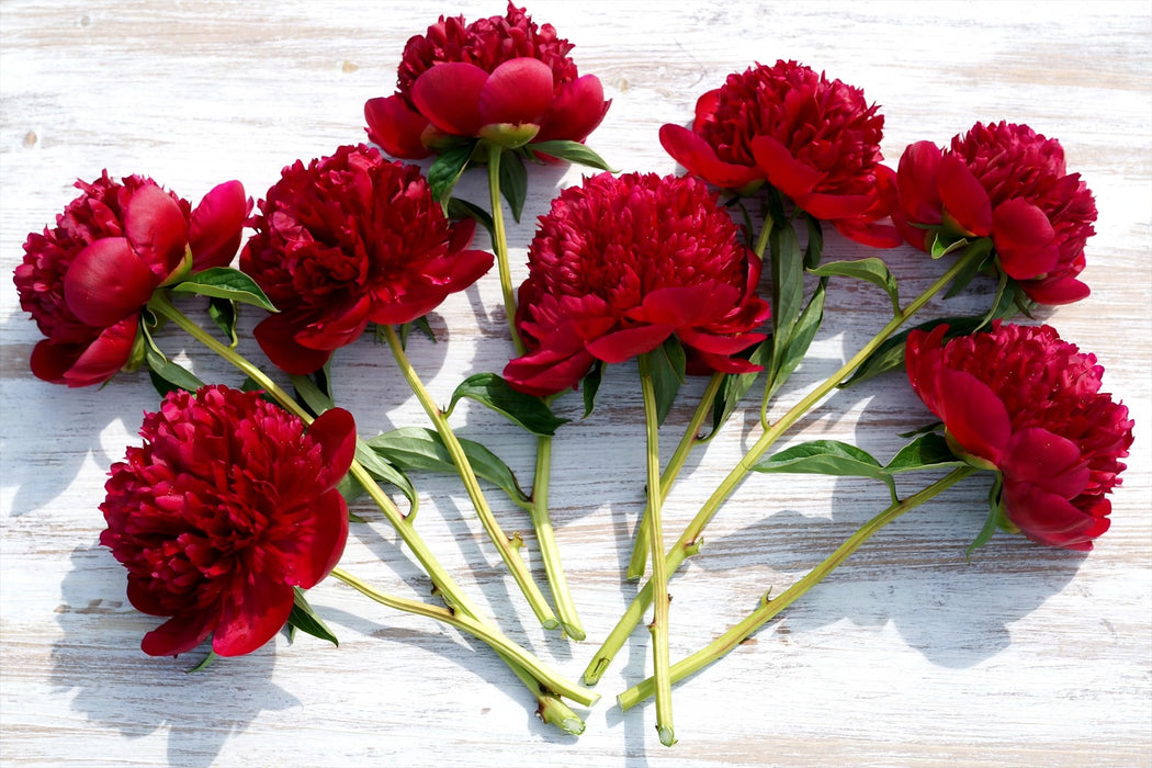 PEONY RED CHARM 45cm - Red - 60 Stems