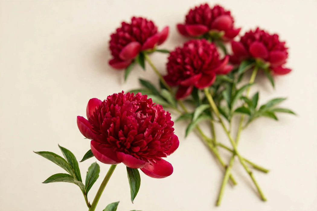 PEONY RED CHARM 50-60cm - Red - 100 Stems