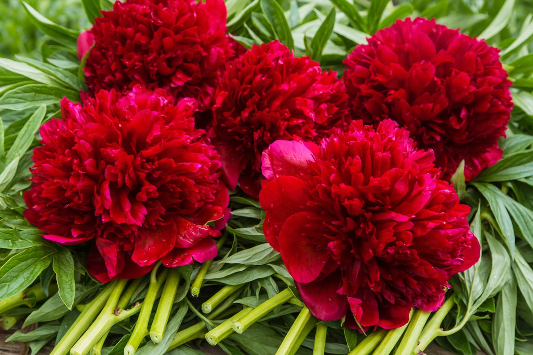 PEONY RED CHARM 60cm - Red - 60 Stems