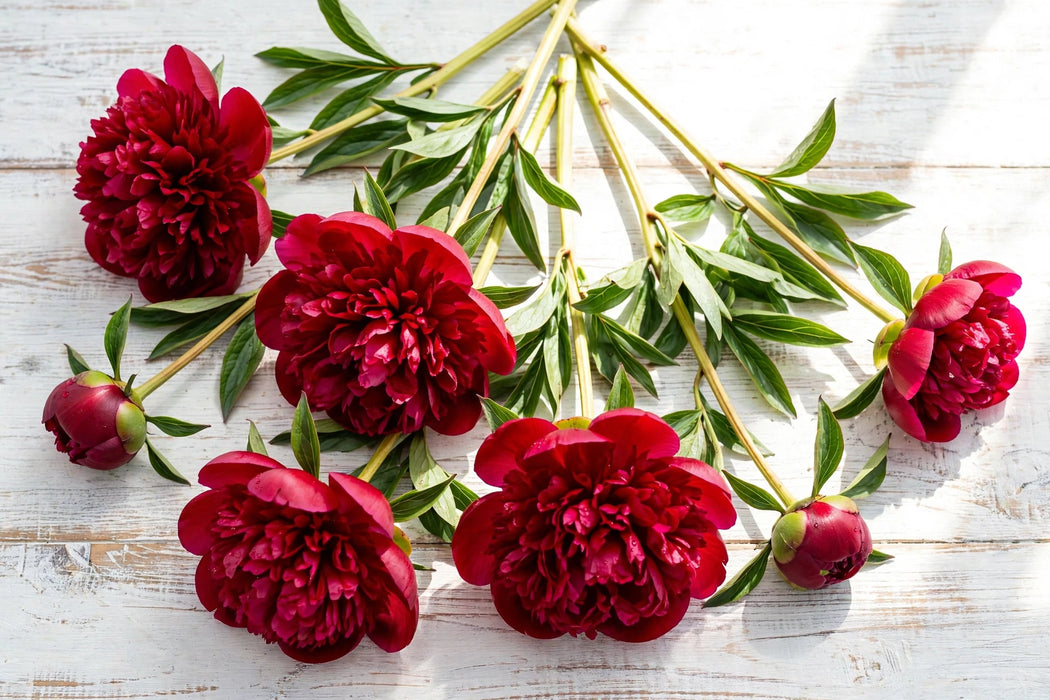 PEONY RED CHARM DUTCH 45cm - Red - 100 Stems
