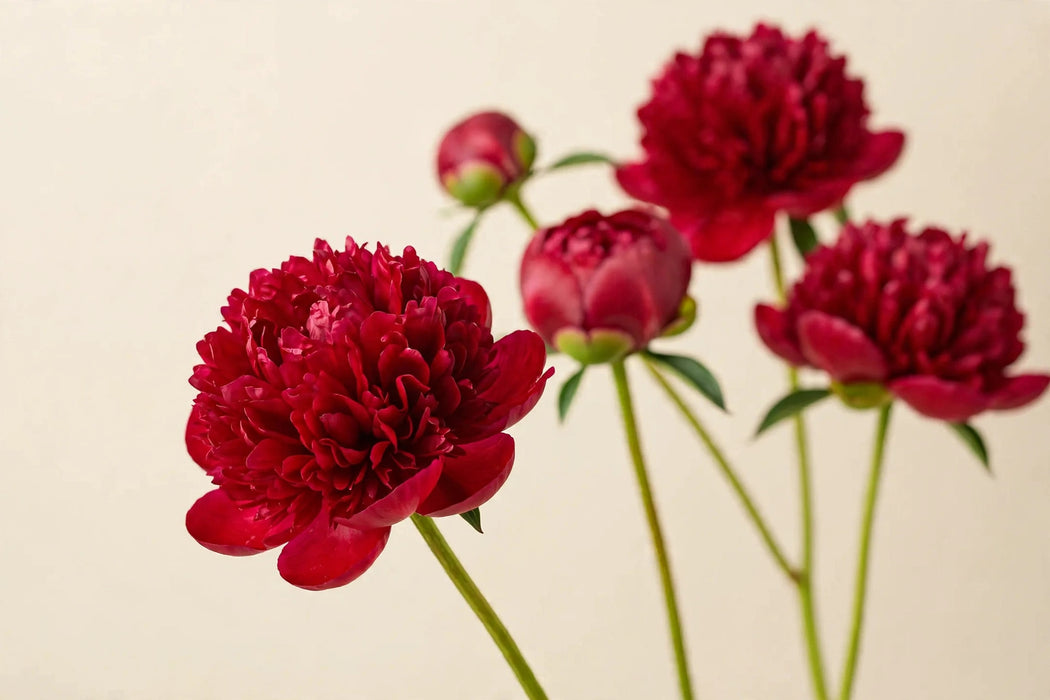 PEONY RED CHARM DUTCH 50cm - Red - 100 Stems
