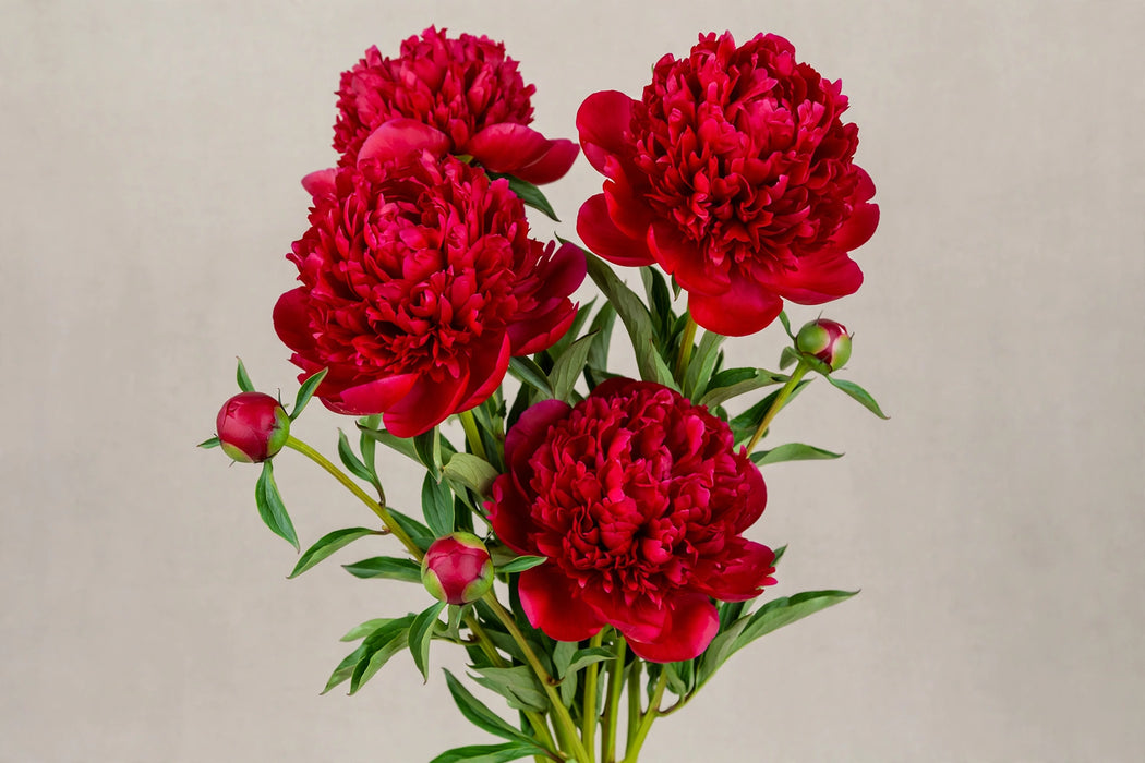PEONY RED CHARM NL 50cm - Red - 100 Stems