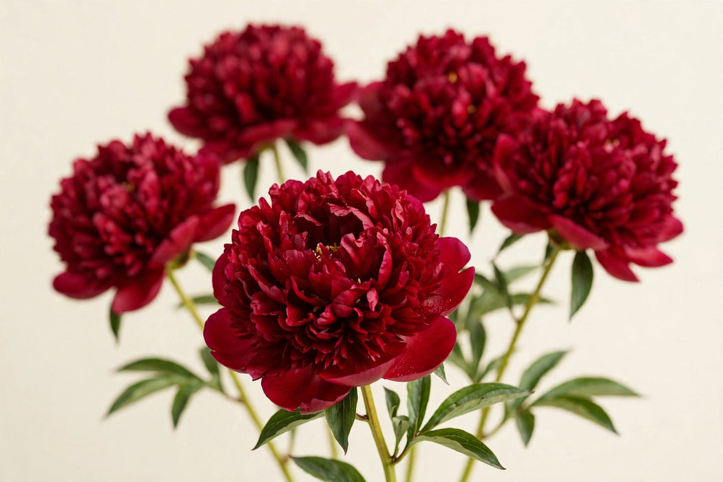 PEONY RED CHARM SUPERS 60cm - Red - 60 Stems