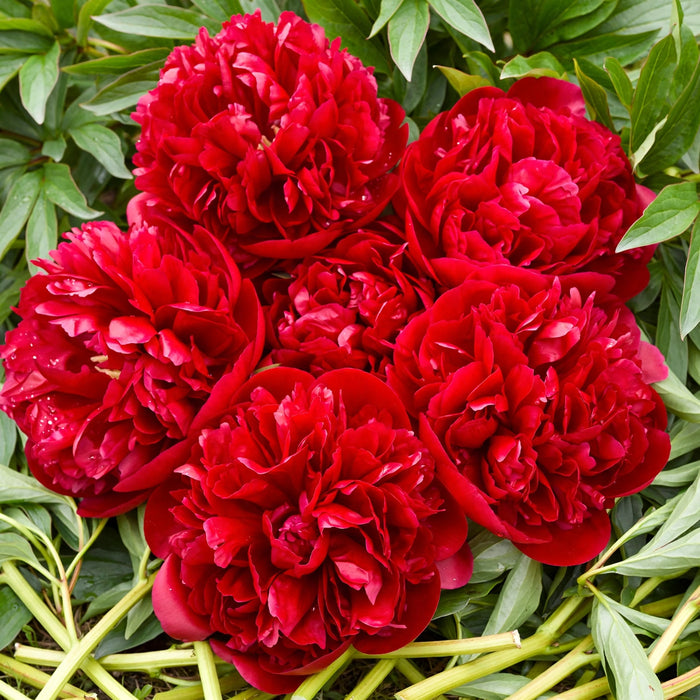 PEONY RED SARAH - Red - 60 Stems
