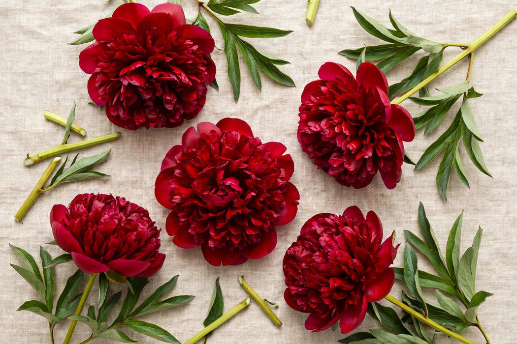 PEONY RED SARAH 50-60cm - Red - 100 Stems