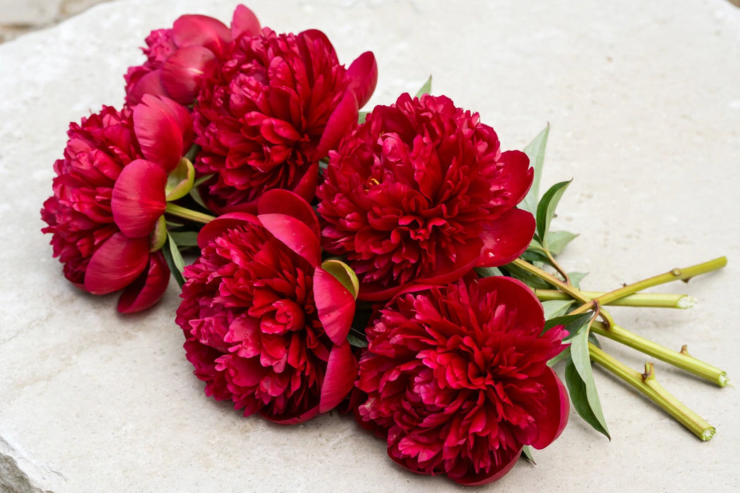 PEONY RED SARAH 55cm - Red - 60 Stems