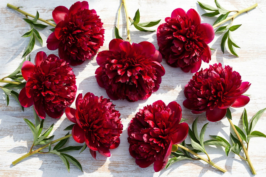 PEONY RED SARAH BERNHARDT 60-70cm - Red - 100 Stems