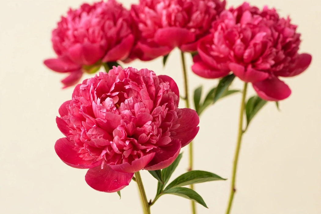 PEONY RED SARAH CERISE 45cm - Cerise - 100 Stems