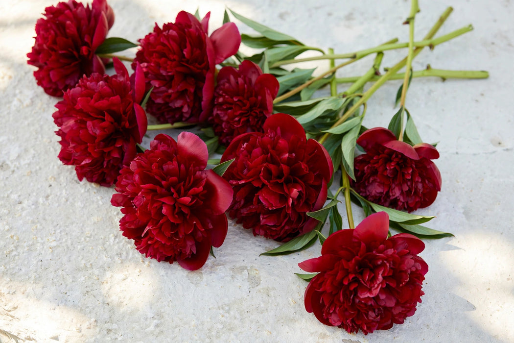 PEONY RED VELVET - Red - 100 Stems