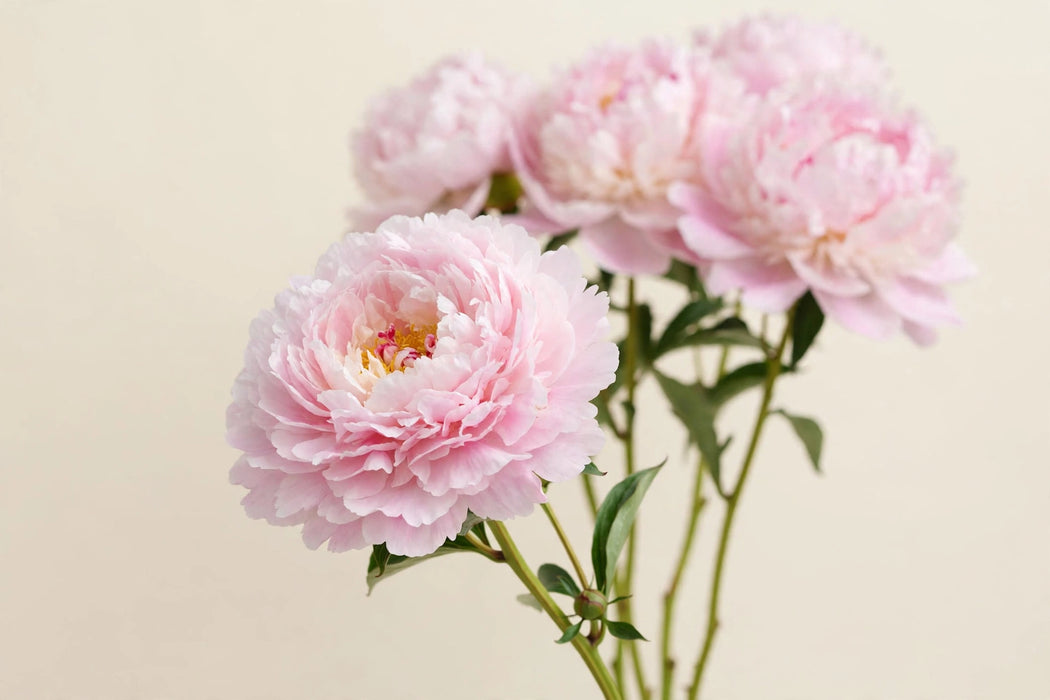PEONY REINE HORTENSE 60cm - 60 Stems