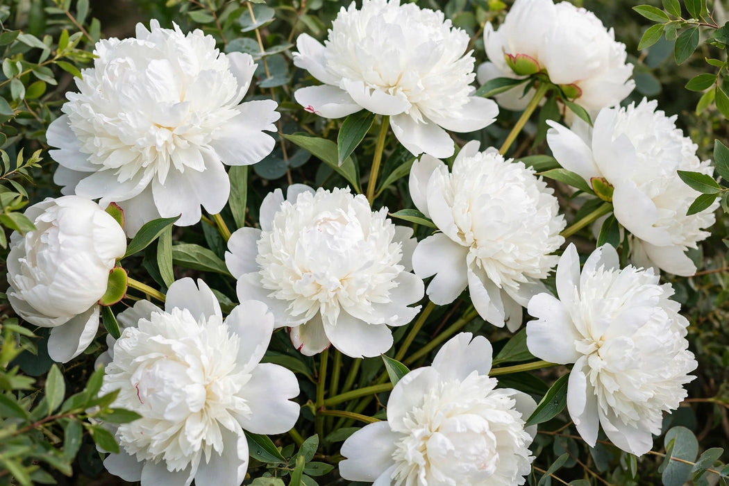 PEONY S BRIDAL SHOWER WHITE 50cm - White - 100 Stems