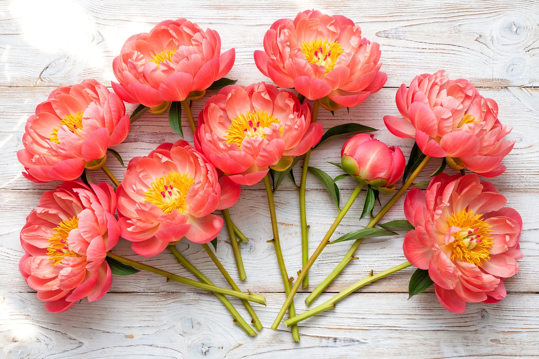 PEONY S CORAL CHARM 50cm - Coral - 60 Stems