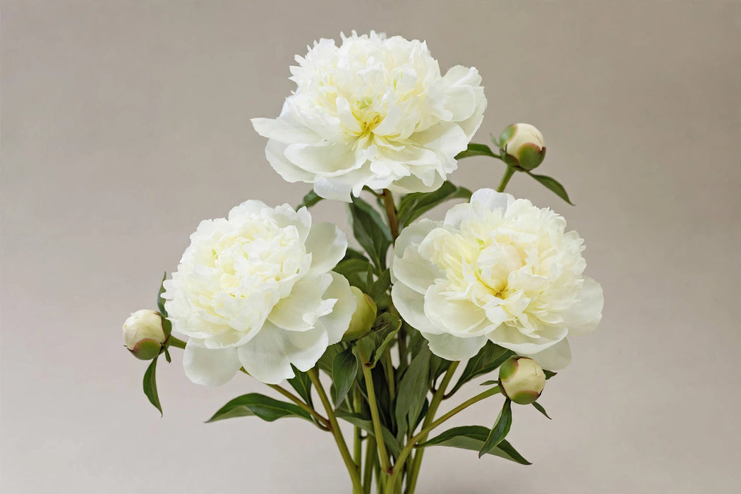 PEONY S DUCHESS DE NEMOURS 55cm - 60 Stems
