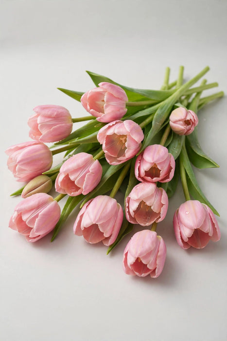 Tulip Collective - Dynasty 37cm 30gr (50 STEMS / BX)