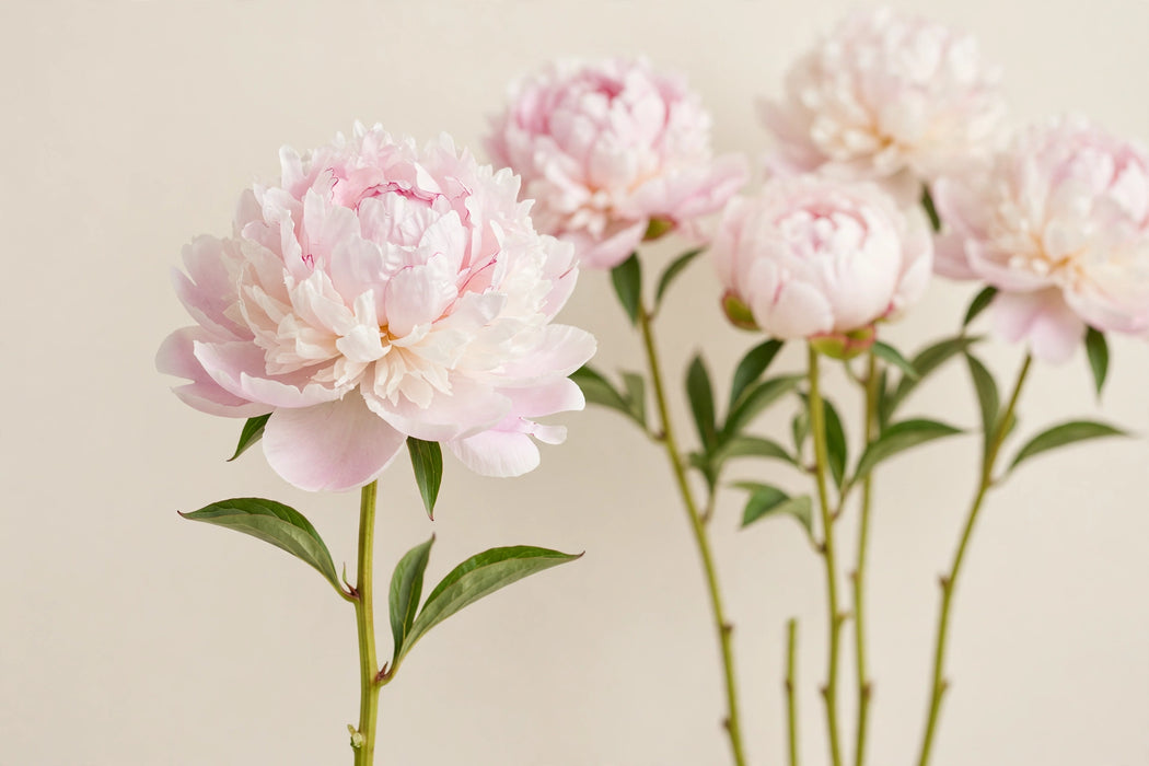 PEONY S ODILE 50cm - 60 Stems