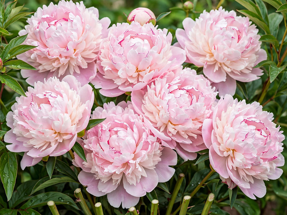 PEONY SARAH 60cm - 60 Stems
