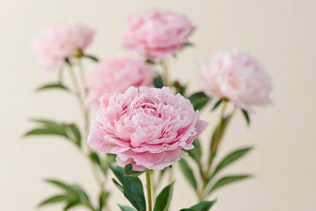 PEONY SARAH B 50cm - 100 Stems