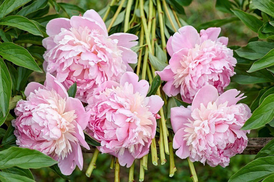 PEONY SARAH B PINK 60cm - Pink - 60 Stems