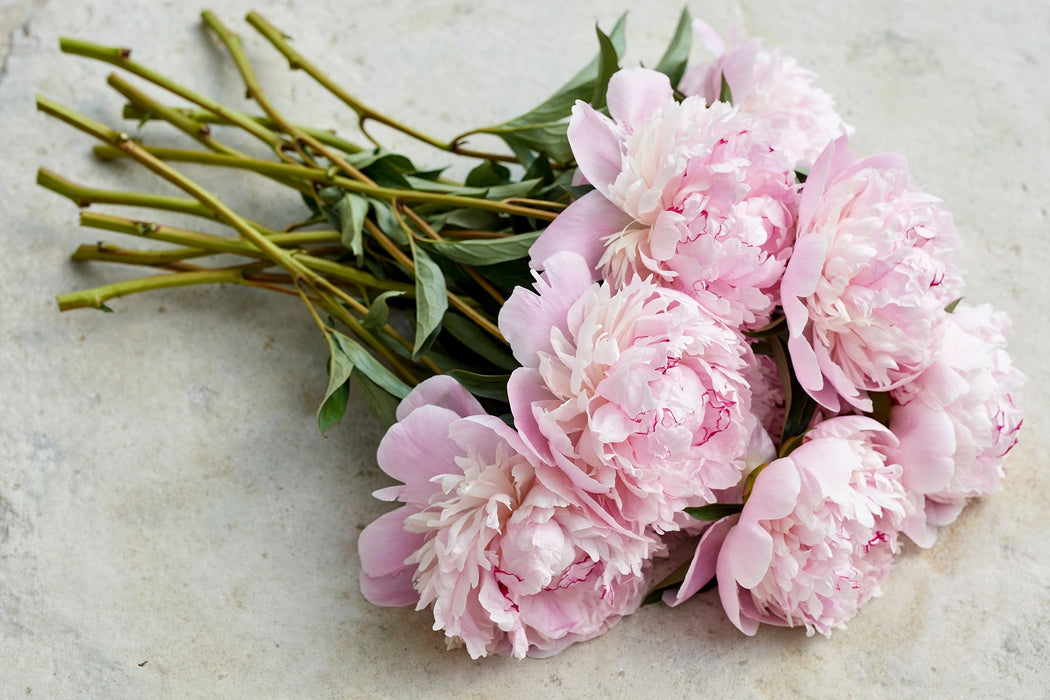 PEONY SARAH BERNARD 50cm - 100 Stems