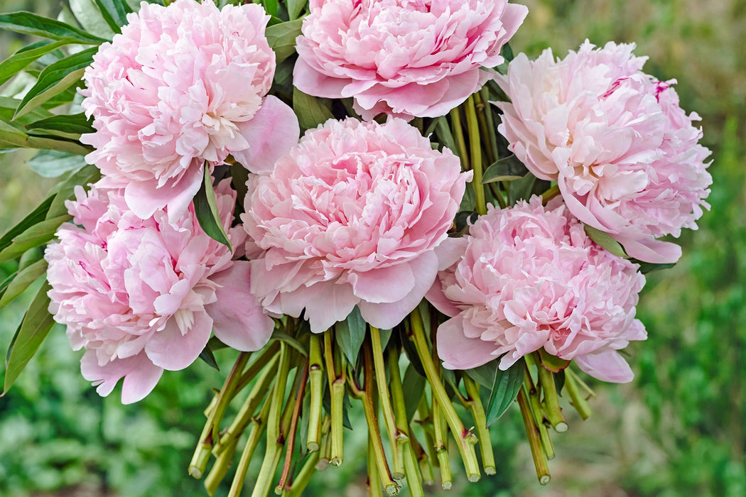 PEONY SARAH BERNARD 60cm - 100 Stems
