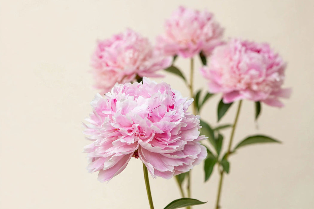PEONY SARAH BERNARD PINK 55cm - Pink - 100 Stems