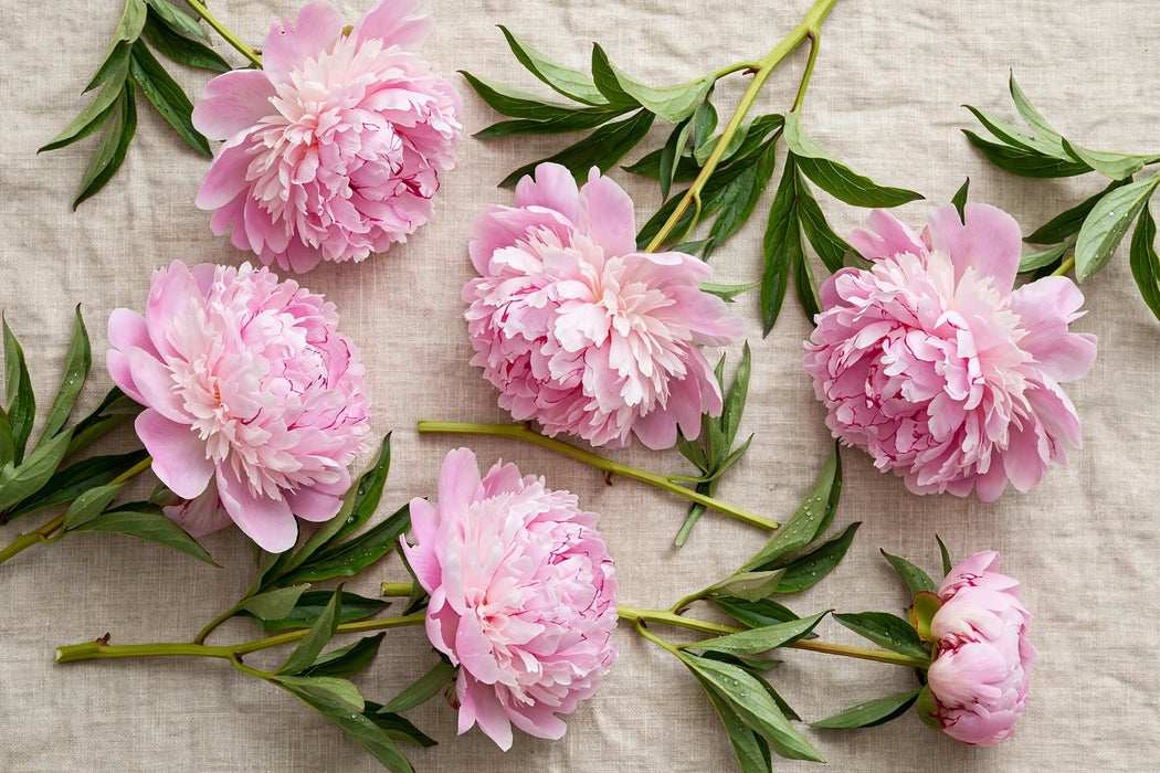 PEONY SARAH BERNARDT PINK 60cm - Pink - 100 Stems