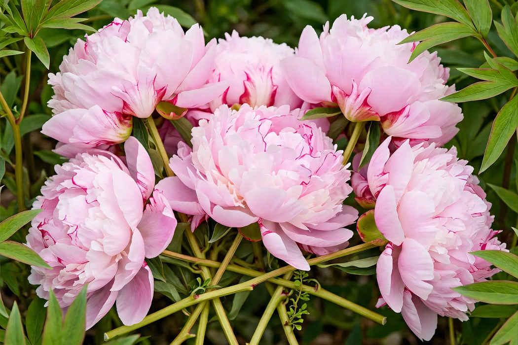 PEONY SARAH BERNHARD 50cm - 60 Stems