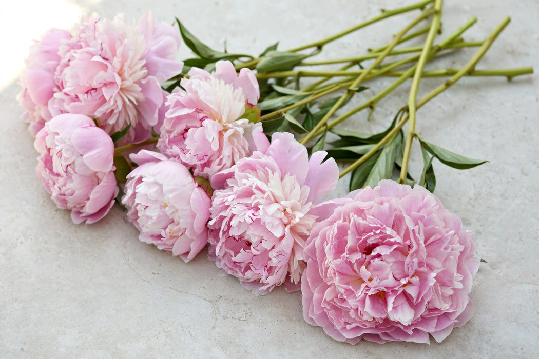 PEONY SARAH BERNHARD EX 60cm - 100 Stems